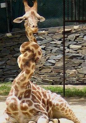 � hihihi � par torres-joe